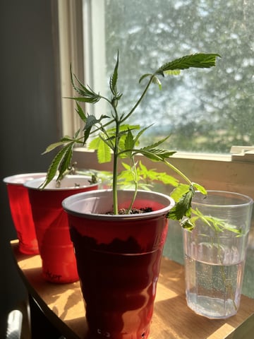 White Widow Auto — vegetative, day 13