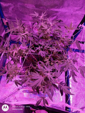 Georgia Pie Female Photo — flower, day 78