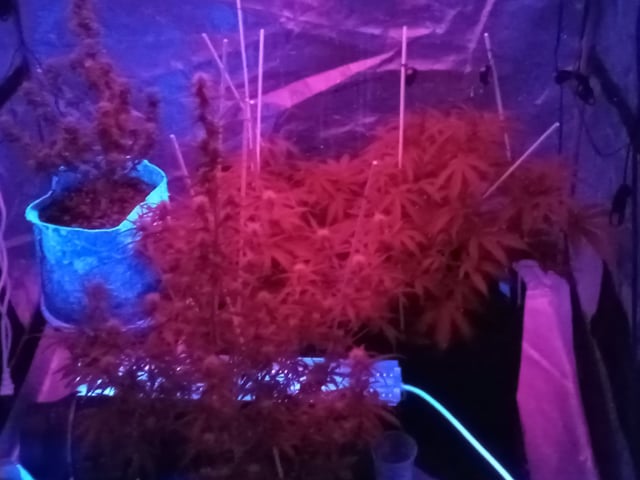 2 Apple Struddles ,1 London Pound,1banana Purple punch1gorilla Cookies ,1frostbanger 