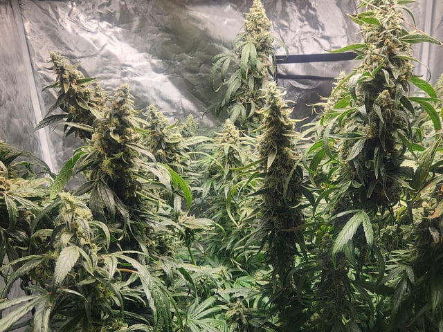 Sour Diesel — flower, day 42