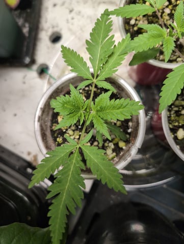 outdoor — seedling_rooting, day 29