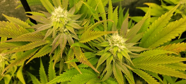 $chooners Grow — flower, day 21