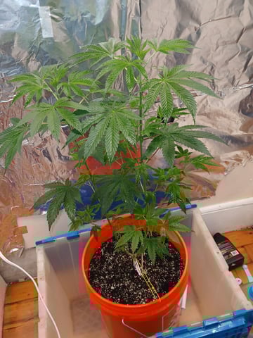 triangle kush  — vegetative, day 15