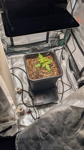 Grow 2 — germination, day 20