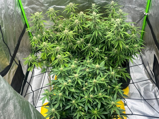 Autoskunk and OG Kush — flower, day 66