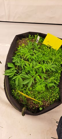 First Grow with the new setup  — vegetative, day 38