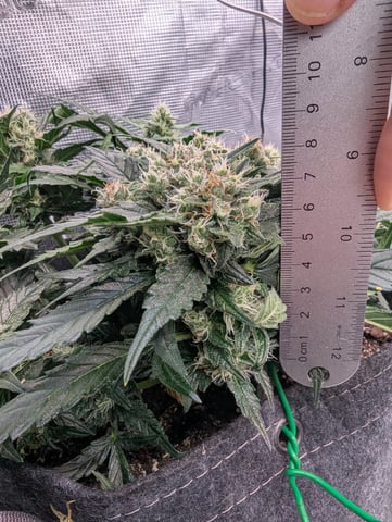 2025 EOY Grow — flower, day 56