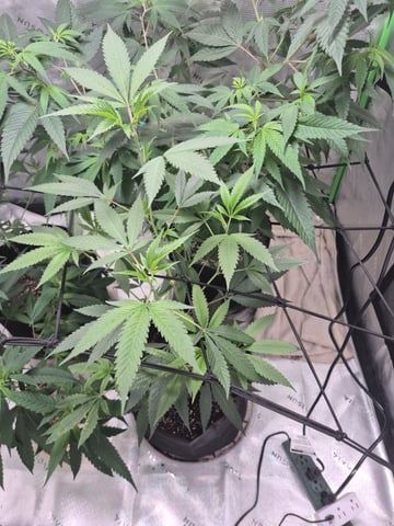 Clone of the clone of the Skunk burger 😁 — vegetative, day 40