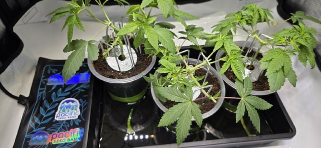 Girl Scout Cookies  — vegetative, day 43