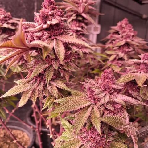 My best First Grow — germination, day 1