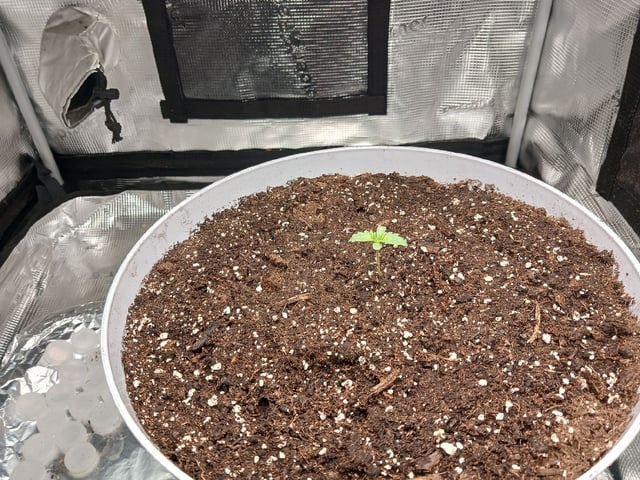 Gorilla Sherbert Feminized From Blimburn Seeds  — germination, day 8