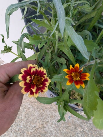 See what grows — vegetative, day 121