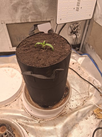 LSD-25 AUTO — grow_setup, day 1
