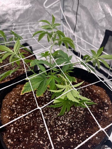 first indoor — vegetative, day 41