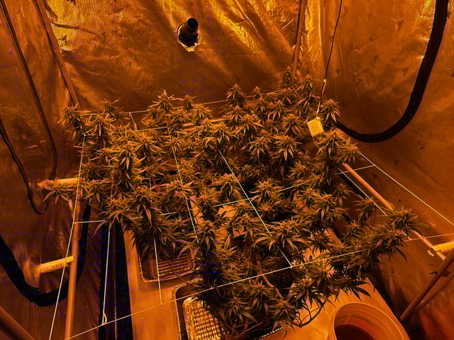 XJ-13 x Pennywise — flower, day 129