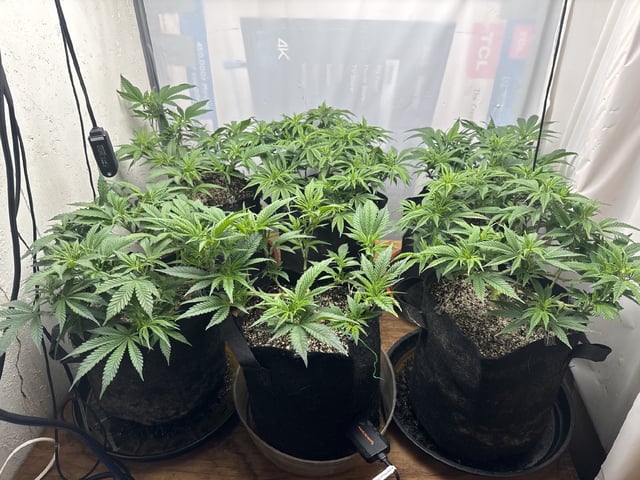 WWE Clones — vegetative, day 39