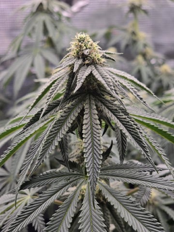  1 Blue Zushi x Venom & 1 Jack Here x Strawberry Cookies OG — flower, day 72