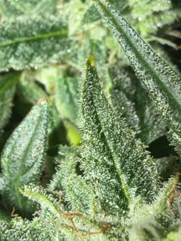 Indoor & Outdoor Grow 6 — flower, day 61