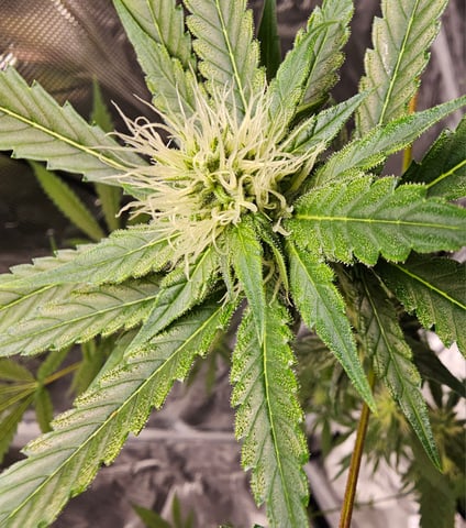 Princess Piper — flower, day 1