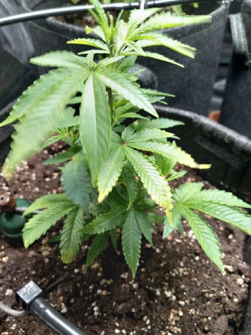 1st — vegetative, day 14