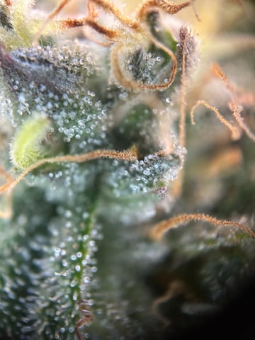 2025-26 harvest INDOOR — flower, day 131