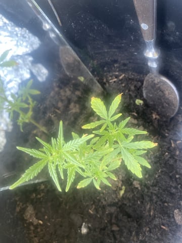 Smokey’s  — vegetative, day 2