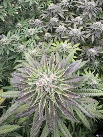 7 Strains 14 Plants  — flower, day 139