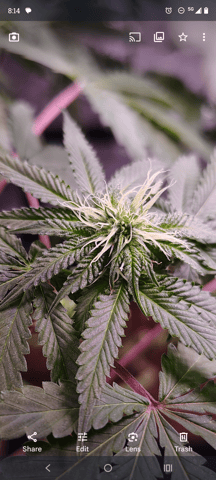 Rosa  — flower, day 19