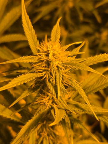 2nd Autoflower Indoor Grow — flower, day 54