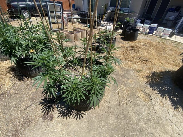 Solfire Gardens Grow — flower, day 109