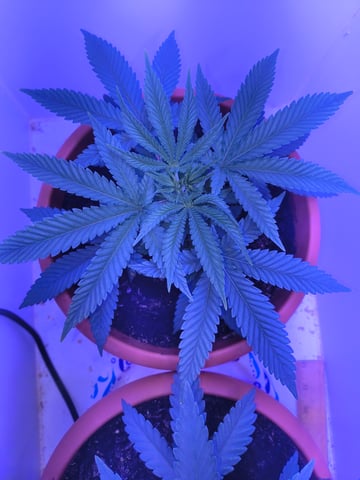 unknown strain 1st grow — vegetative, day 17