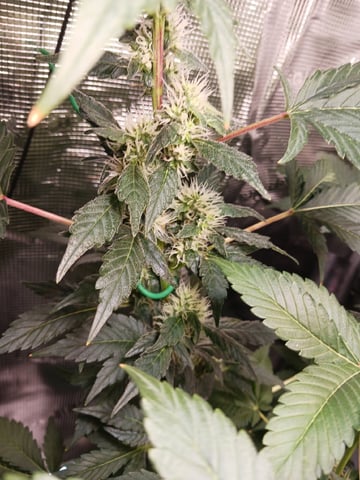 Gorilla Sherbert Feminized From Blimburn Seeds  — flower, day 85