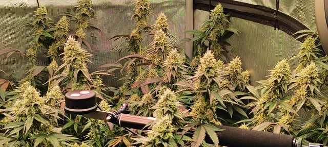 Straight Blasted  — flower, day 48