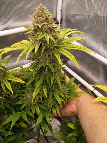 FastBuds Photo-Lemon Mandarin 