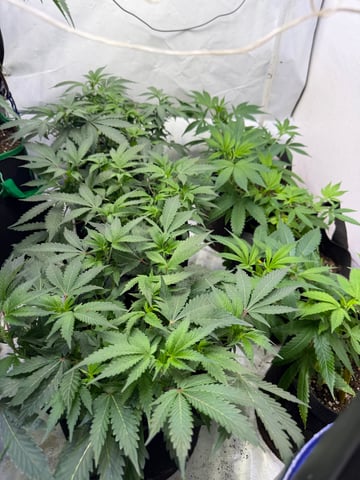 indoor tent  — vegetative, day 18