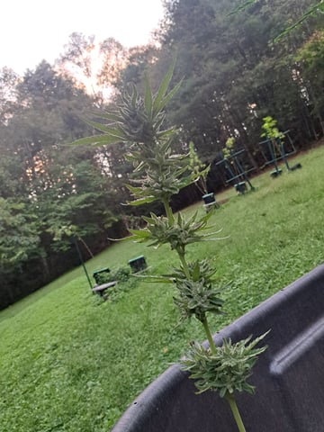 Bucket List Grow #2 — flower, day 126