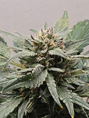 Mango Runtz — flower, day 75