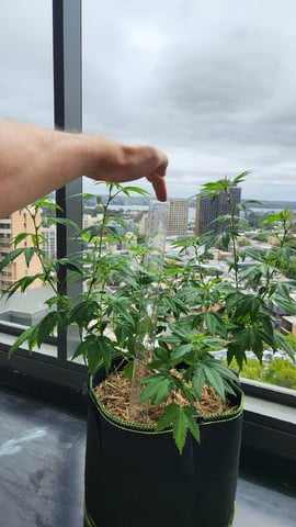 Royal Highness — vegetative, day 71