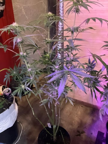 CMA  — flower, day 58