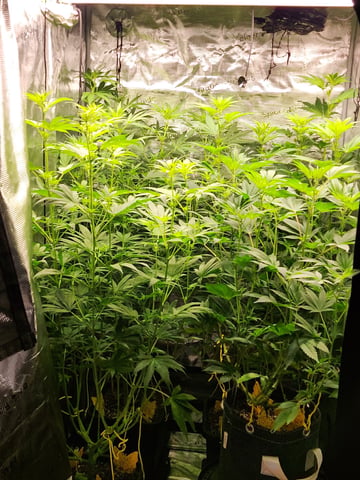 Hashburger And Lemon Deisel — harvest, day 3