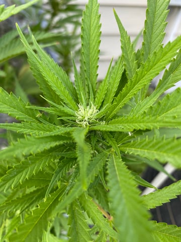 widows’ mimosa f1 — flower, day 100