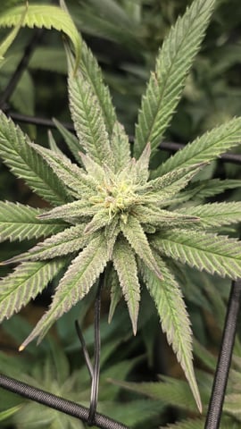 Strawberry Sugar  — flower, day 90