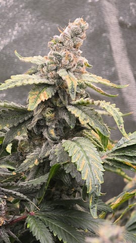 Oceanz 16 — flower, day 160