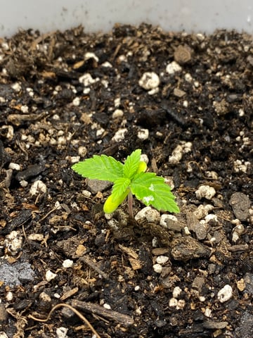 Gorilla Melon — seedling_rooting, day 19
