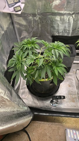 mc nuggets r1 — flower, day 41
