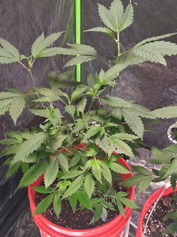 S&D  First Grow — vegetative, day 22