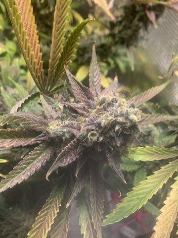 Blackberry Moonrocks (First Grow) — flower, day 64
