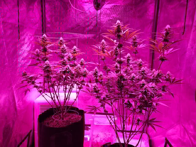 BLACKCHERRY SHERB — flower, day 55