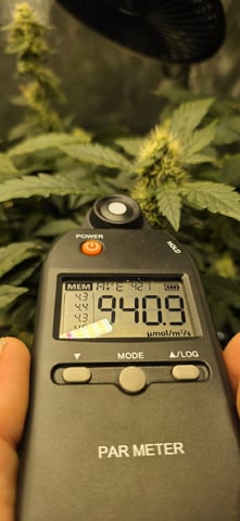 Ace Killer OG — flower, day 79