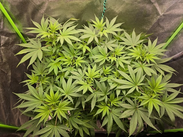 First grow — flower, day 57